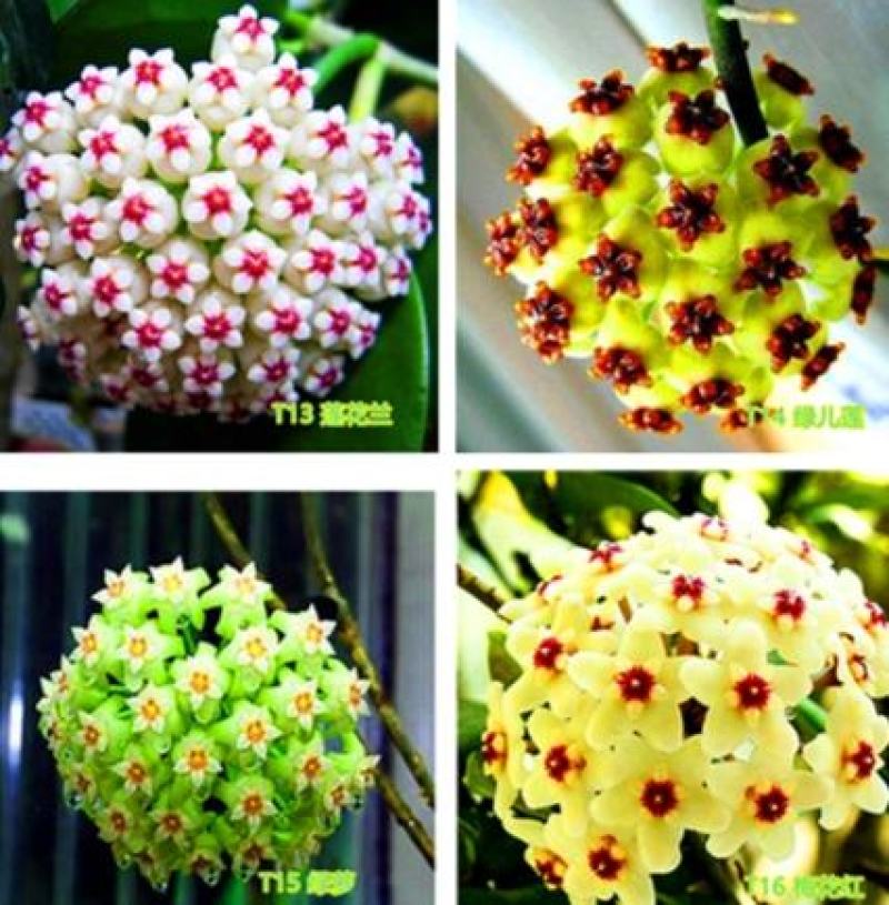 球兰花苗室内爬藤吊兰盆栽花卉绿叶花心球兰大苗攀援植物