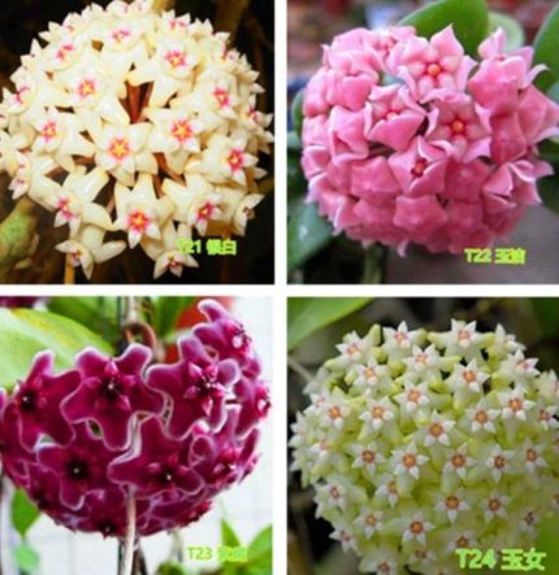 球兰花苗室内爬藤吊兰盆栽花卉绿叶花心球兰大苗攀援植物