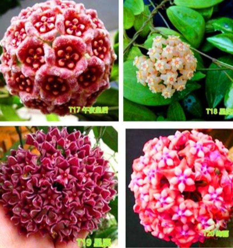 球兰花苗室内爬藤吊兰盆栽花卉绿叶花心球兰大苗攀援植物