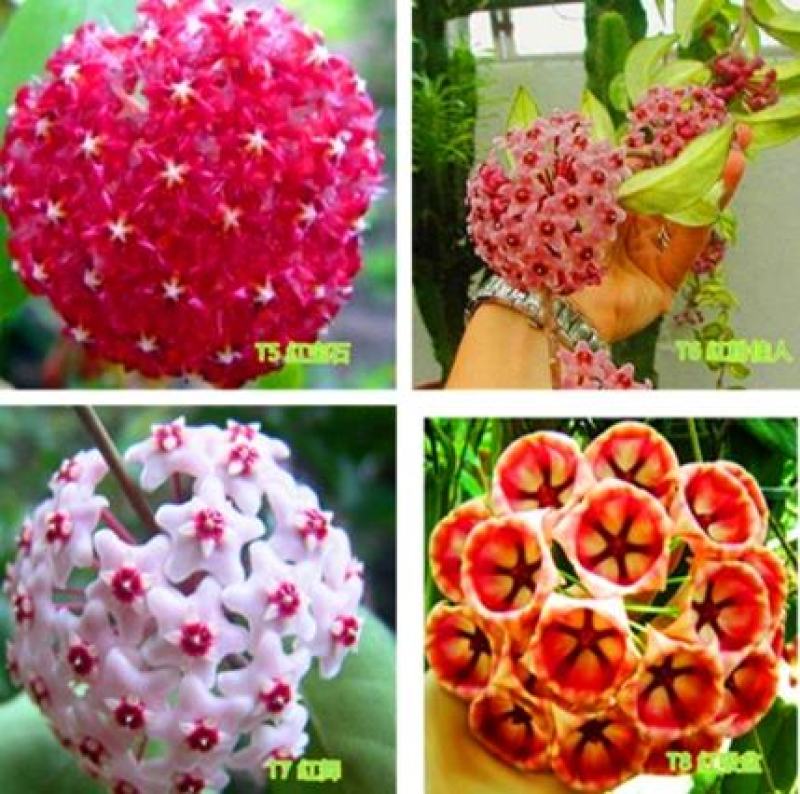 球兰花苗室内爬藤吊兰盆栽花卉绿叶花心球兰大苗攀援植物