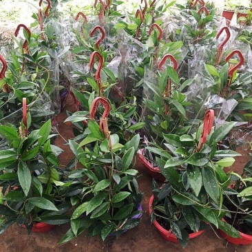 球兰花苗室内爬藤吊兰盆栽花卉绿叶花心球兰大苗攀援植物