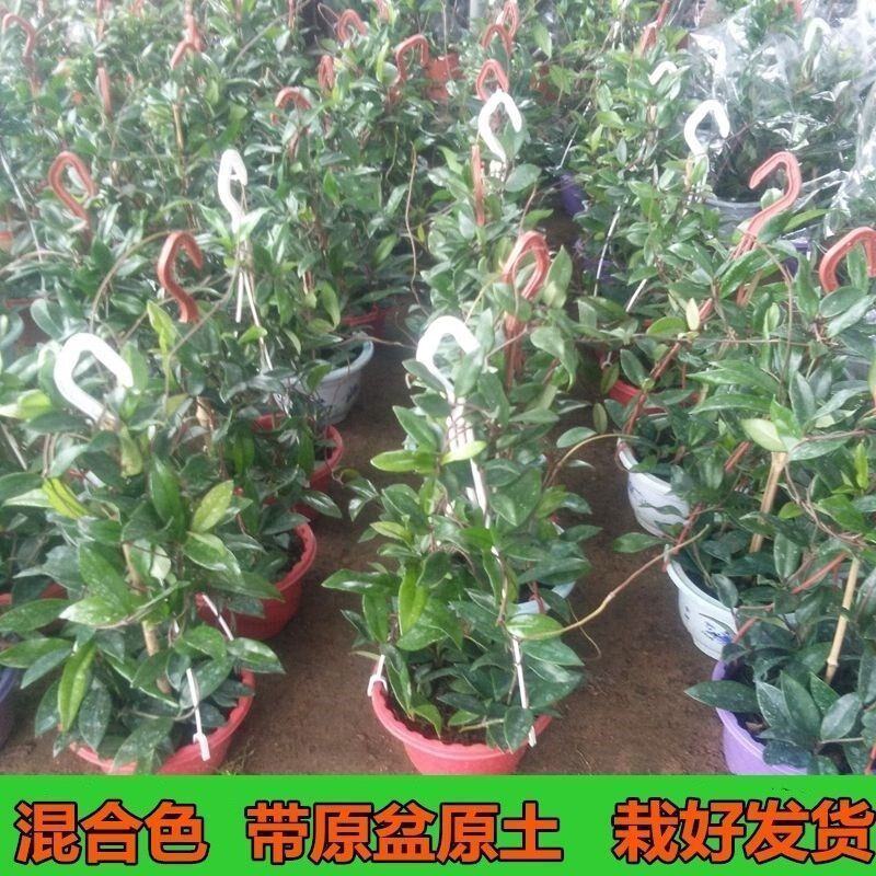 球兰花苗室内爬藤吊兰盆栽花卉绿叶花心球兰大苗攀援植物