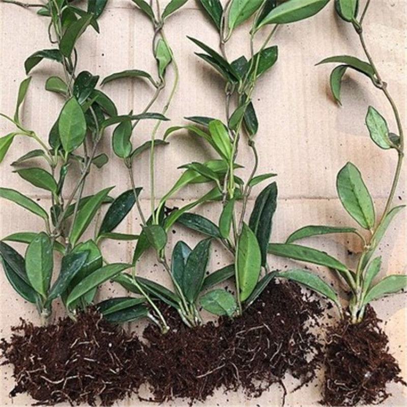 球兰花苗室内爬藤吊兰盆栽花卉绿叶花心球兰大苗攀援植物