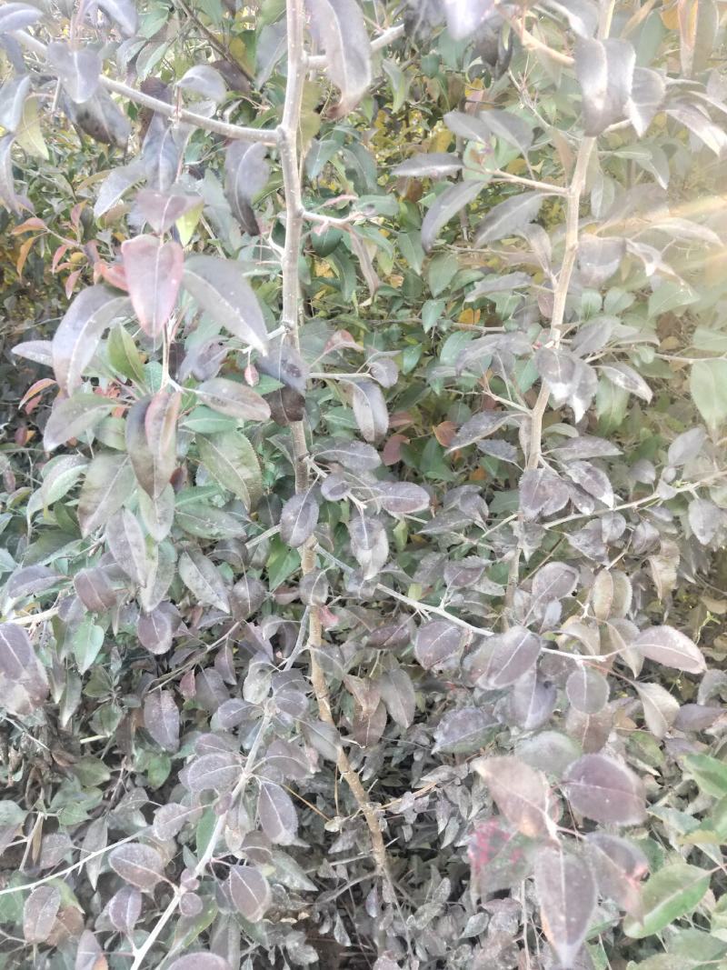 杜梨苗1年2年苗自产直销杜梨苗梨树苗梨树沾木苗杜梨种子