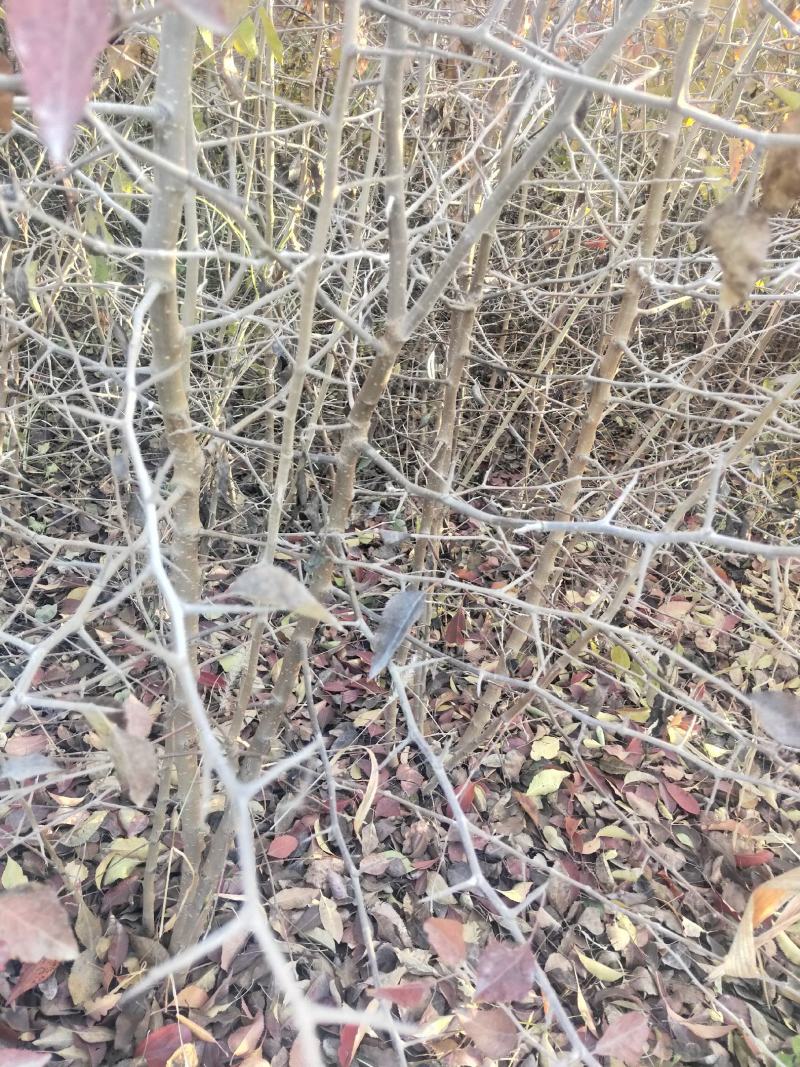 杜梨苗1年2年苗自产直销杜梨苗梨树苗梨树沾木苗杜梨种子