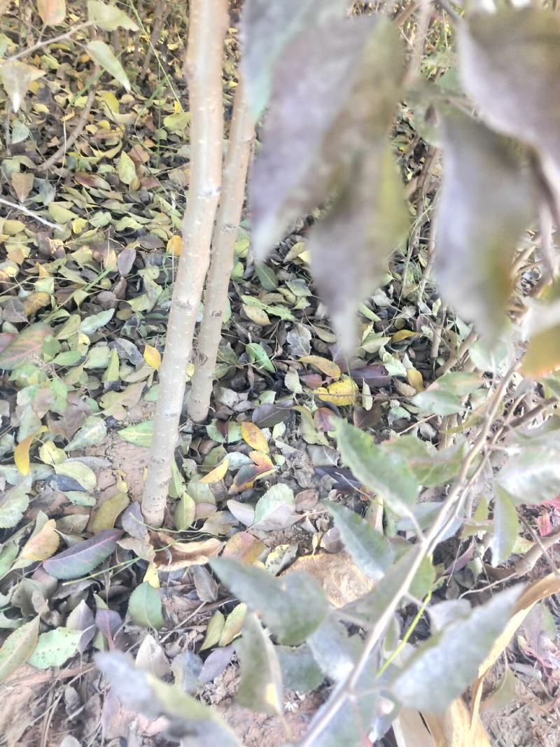 杜梨苗1年2年苗自产直销杜梨苗梨树苗梨树沾木苗杜梨种子