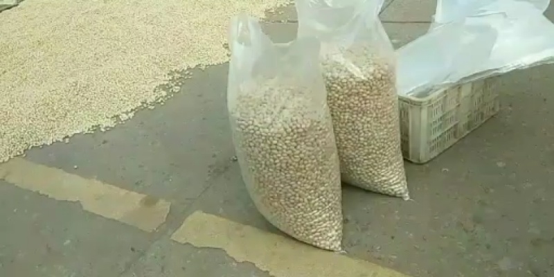 全部都是今年新鲜白果
