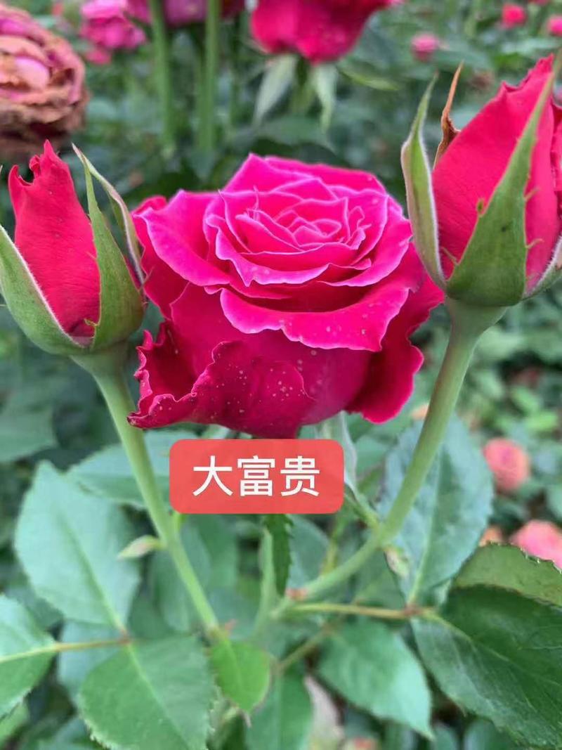 观赏玫瑰小苗，颜色多，品种多品种和选择保证对版