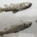 三文鱼，虹鳟鱼苗,虹鳟鱼批发零售
