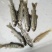 三文鱼，虹鳟鱼苗,虹鳟鱼批发零售