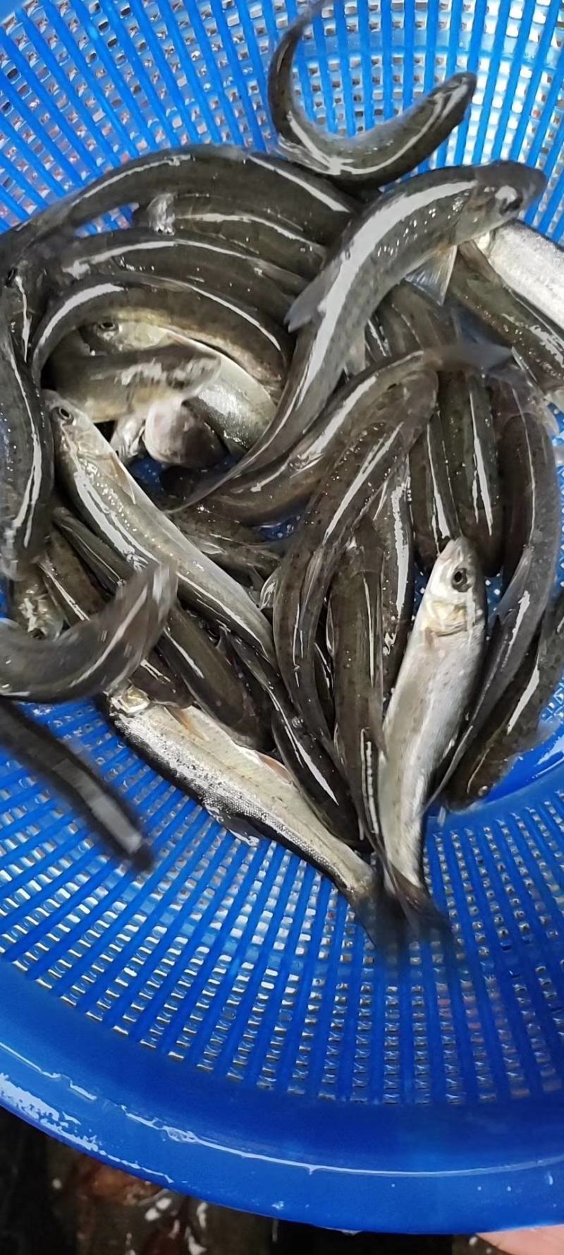雅鱼苗又叫细磷鱼苗或者裂腹鱼苗