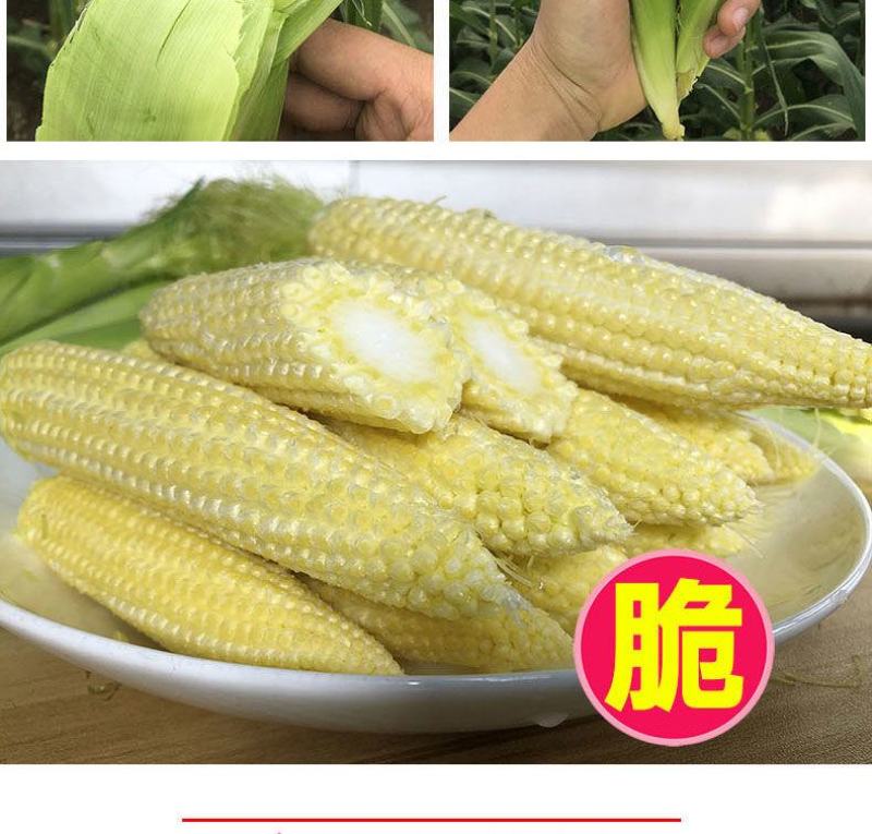 【优选】新鲜玉米笋广东省徐闻得美玉米籽基地欢迎咨询