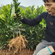 塔罗科血橙树苗:自产直销、诚信、品质保证，提供种植技