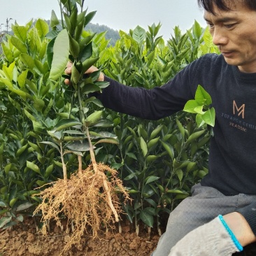 塔罗科血橙树苗:自产直销、诚信交易、品质保证，提供种植技