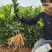 塔罗科血橙树苗:自产直销、诚信交易、品质保证，提供种植技