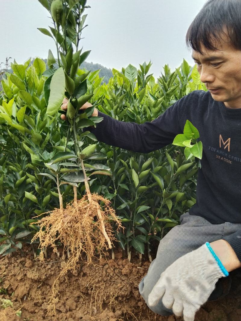 塔罗科血橙树苗:自产直销、诚信交易、品质保证，提供种植技