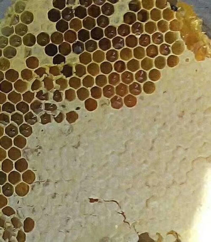 贵州深山老林的纯野生百花蜜