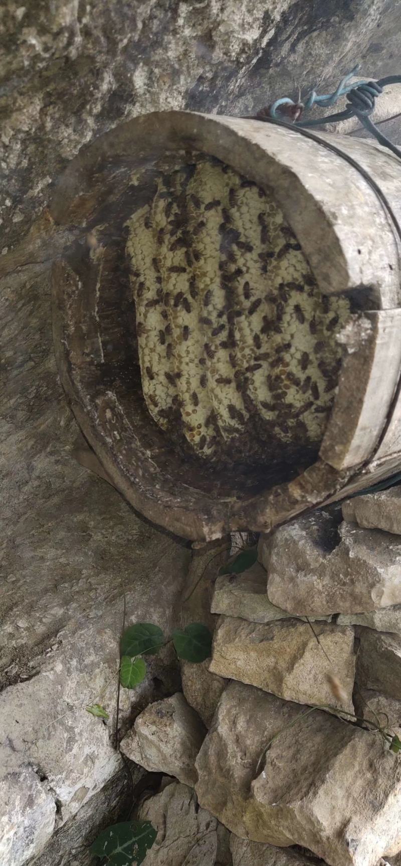 贵州深山老林的纯野生百花蜜