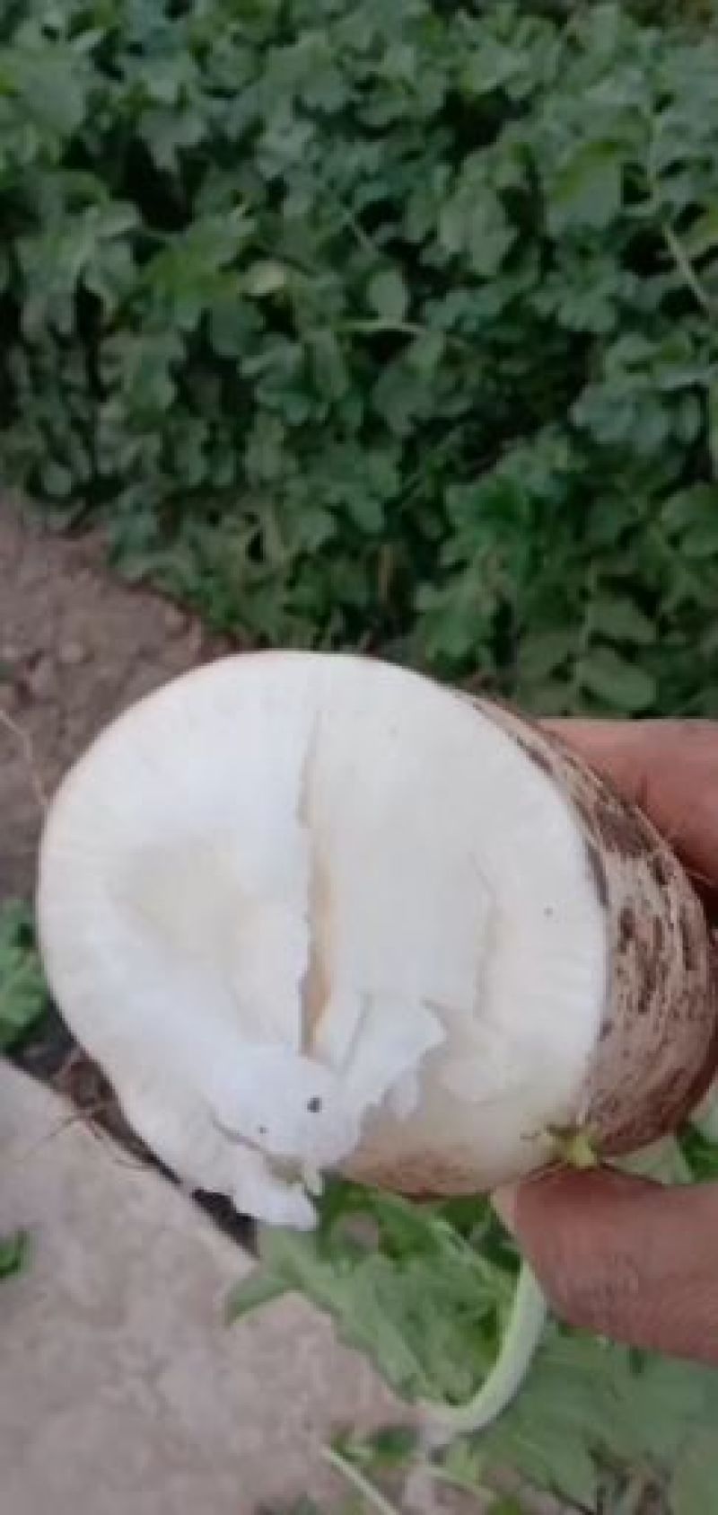白萝卜象牙白大量有货质量好可水洗精包装，