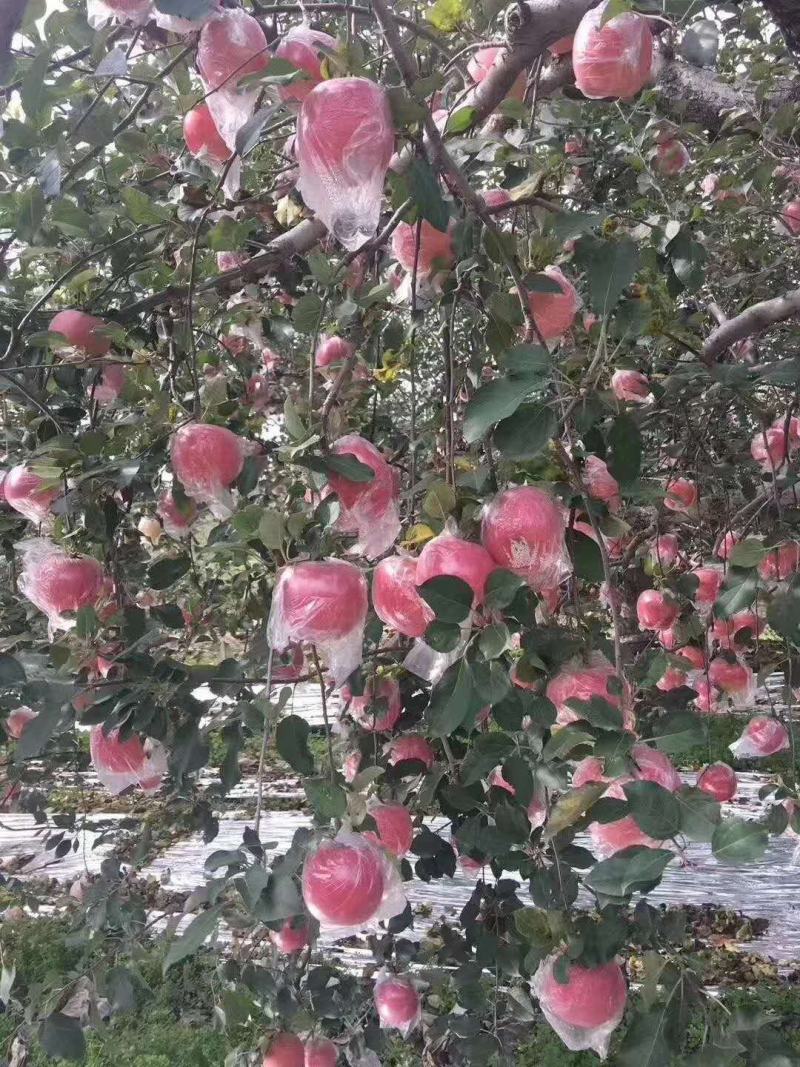 @@苹果，@@苹果合作社