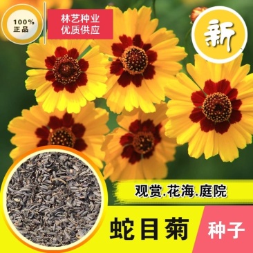 蛇目菊籽种