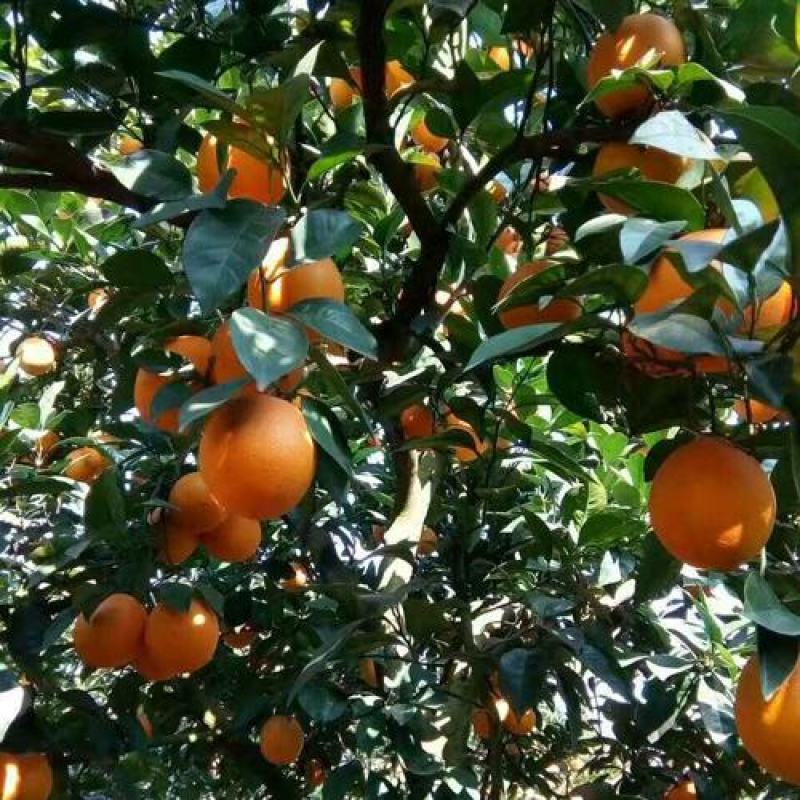 塔罗科血橙树苗:自产直销、诚信交易、品质保证，提供种植技