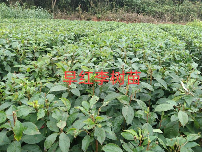 特早熟早红李树苗，果子成熟5月20号左右，颜色艳红美观。