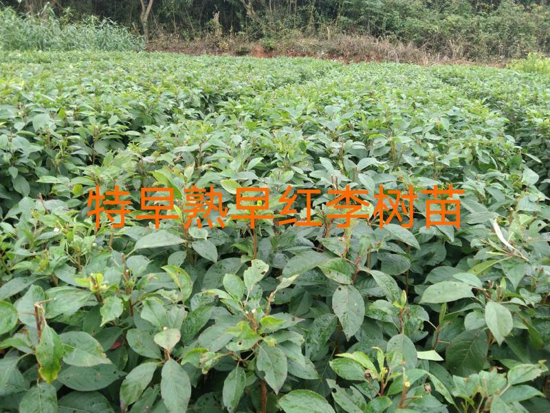 特早熟早红李树苗，果子成熟5月20号左右，颜色艳红美观。
