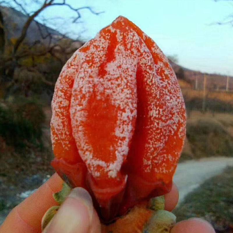 正宗陕西富平柿饼农家自制霜降特级流心吊饼现货24小时内发