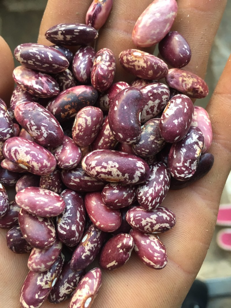 各种花豆，可以带图问价，质量可以放心