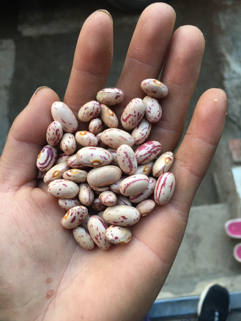 各种花豆，可以带图问价，质量可以放心