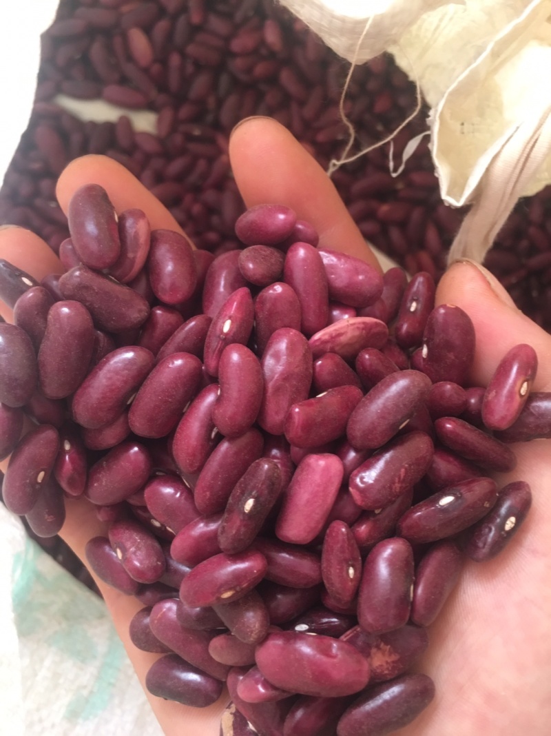 各种花豆，可以带图问价，质量可以放心