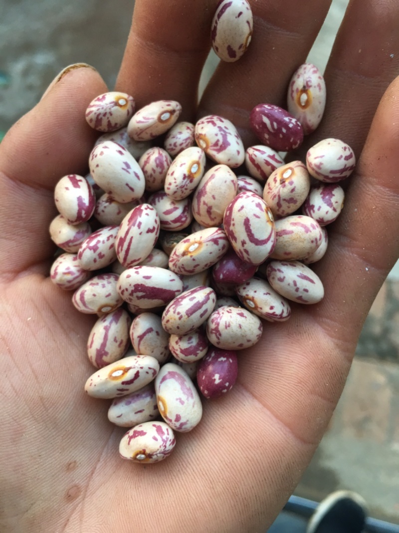 各种花豆，可以带图问价，质量可以放心