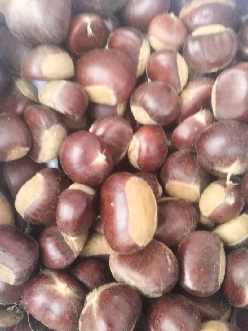 糖炒栗子用板栗生新鲜山东河北油栗软糯香甜质量保证一件代发