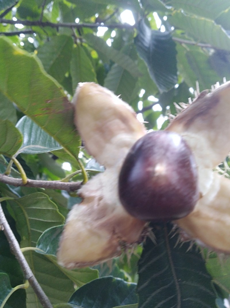 糖炒栗子用板栗生新鲜山东河北油栗软糯香甜质量保证一件代发