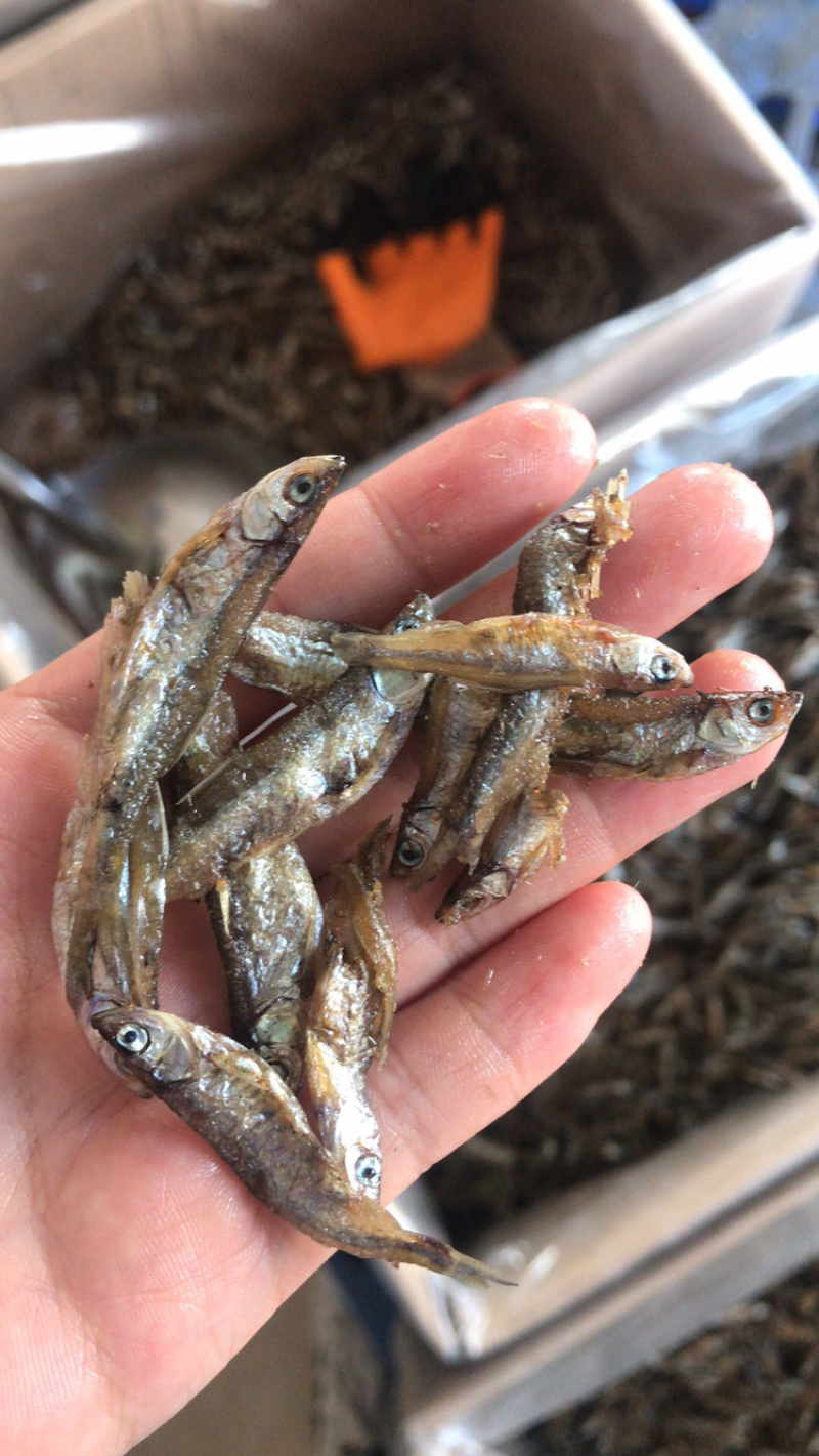 油炸鱼干白肖叼子翘白蓝刀油炸小鱼干小鱼仔鱼干无盐鱼干