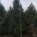 白皮松价格、山西白皮松、占地白皮松、白皮松基地、绿化苗