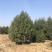 白皮松价格、山西白皮松、占地白皮松、白皮松基地、绿化苗
