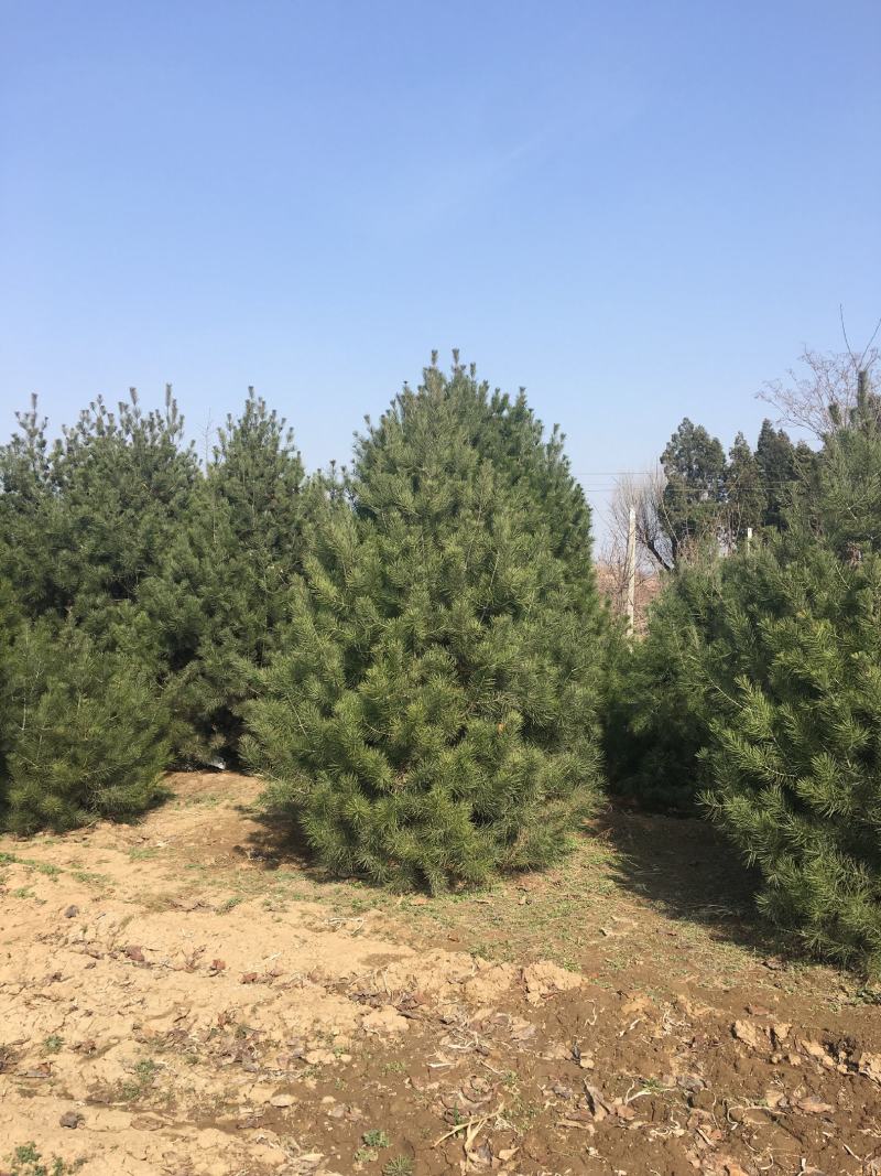 白皮松价格、山西白皮松、占地白皮松、白皮松基地、绿化苗