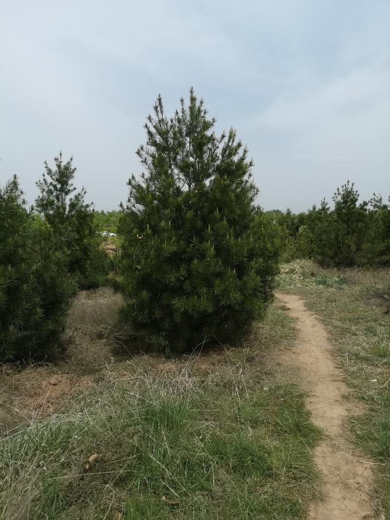 白皮松价格、山西白皮松、占地白皮松、白皮松基地、绿化苗
