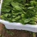 兰陵双伟菜业，兰陵县菠菜