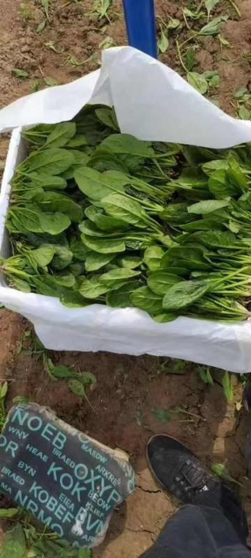 兰陵双伟菜业，兰陵县菠菜