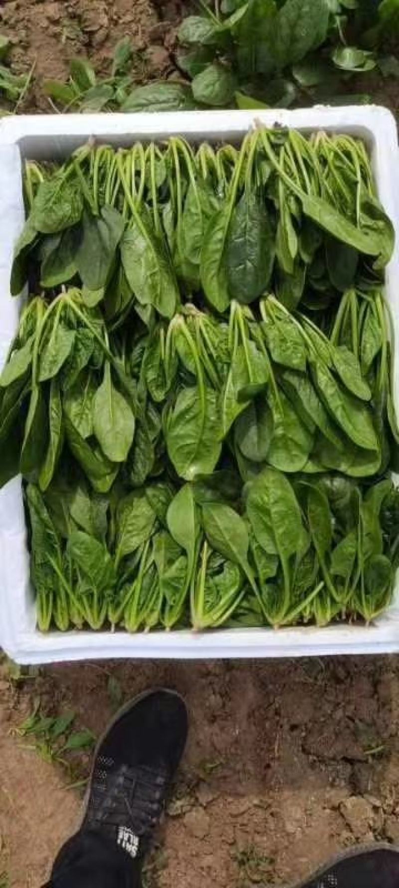 兰陵双伟菜业，兰陵县菠菜