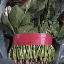 兰陵双伟菜业，兰陵县菠菜