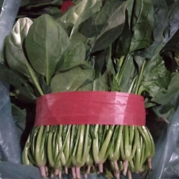 兰陵双伟菜业，兰陵县菠菜