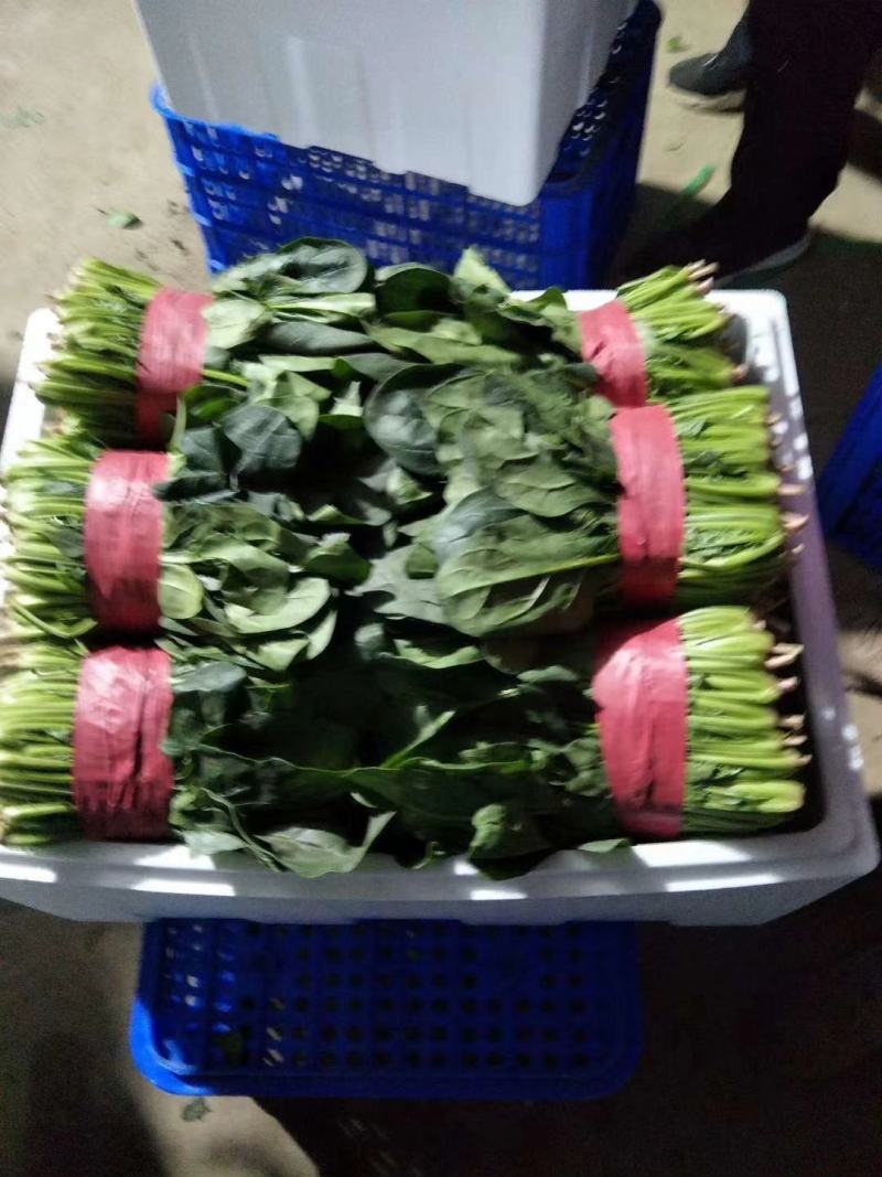 兰陵双伟菜业，兰陵县菠菜