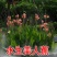 园林绿化行道树苗木【美人蕉种子】水生花卉灌木林木乔木树种