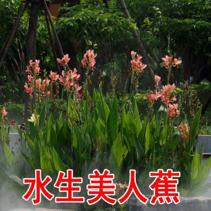 园林绿化行道树苗木【美人蕉种子】水生花卉灌木林木乔木树种