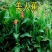 园林绿化行道树苗木【美人蕉种子】水生花卉灌木林木乔木树种