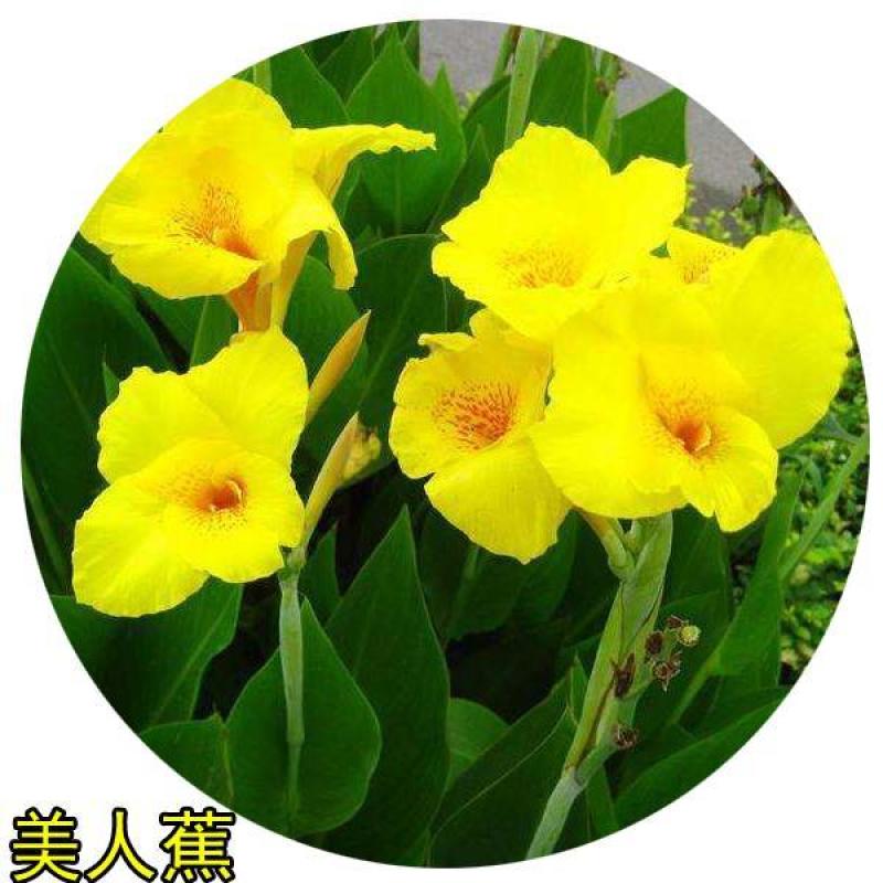 园林绿化行道树苗木【美人蕉种子】水生花卉灌木林木乔木树种
